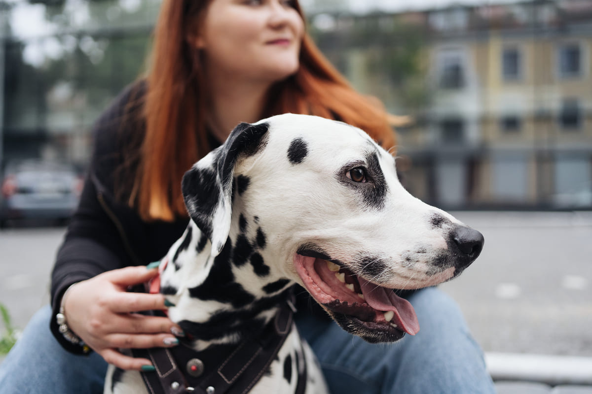 göğüs tasmalı Dalmaçya köpeği