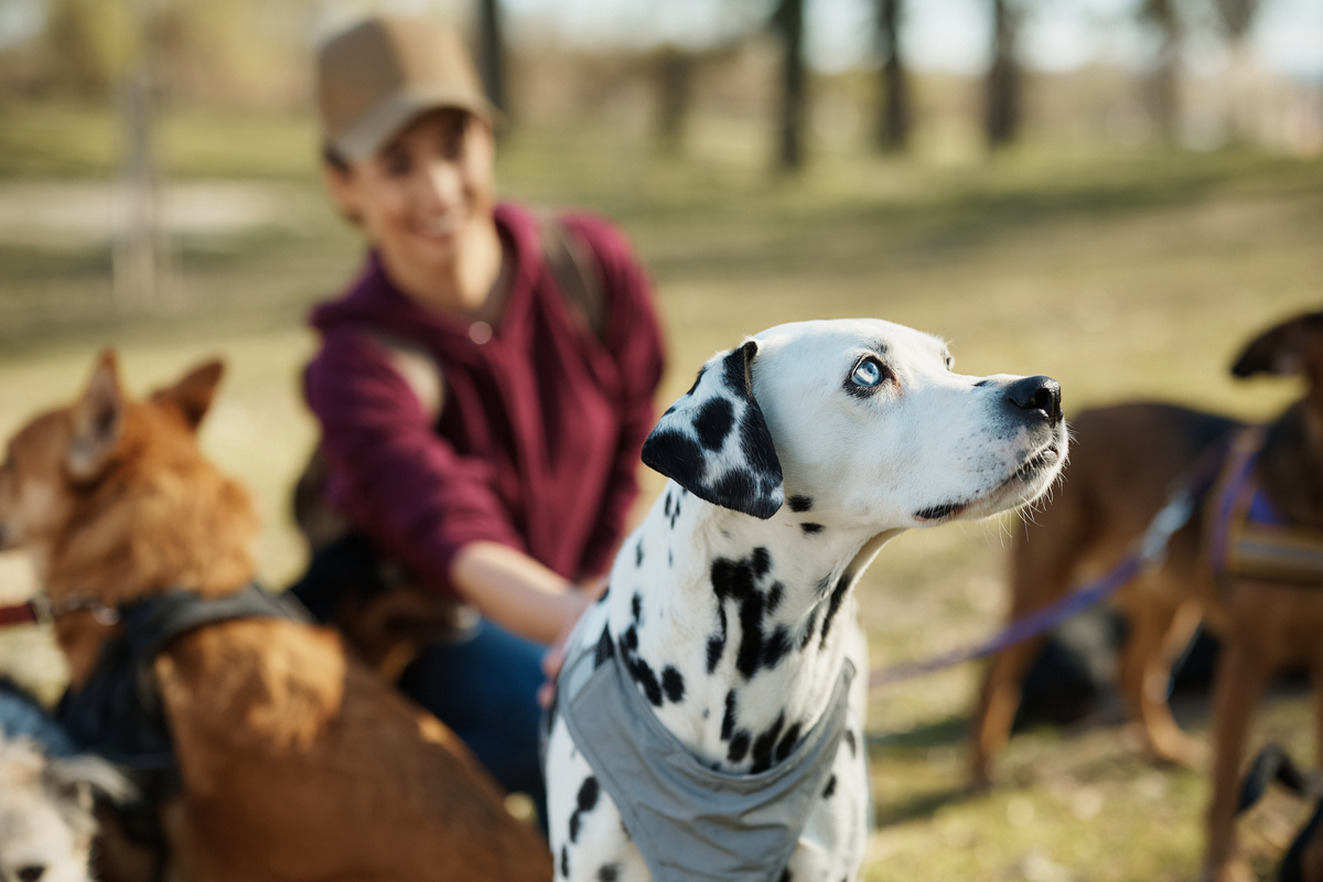 farklı köpeklerle birlikte eğitimde olan dalmaçyalı