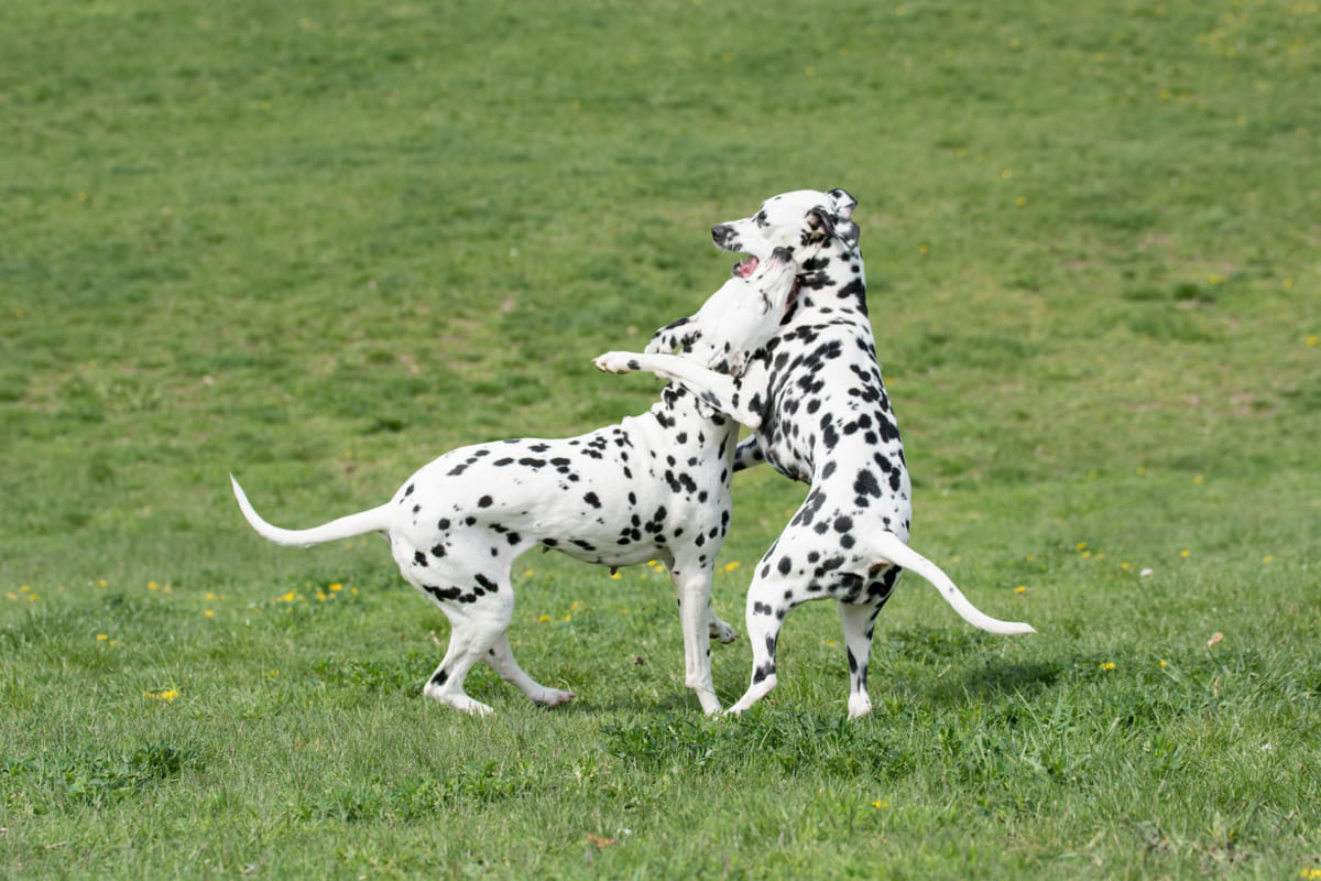 birlikte oyun oynayan dalmaçyalı köpekler