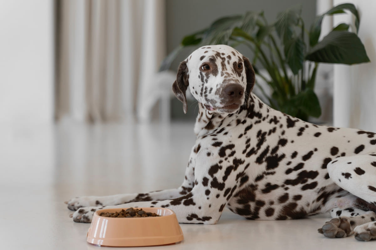 mama kabının yanında yatan dalmaçyalı köpeği