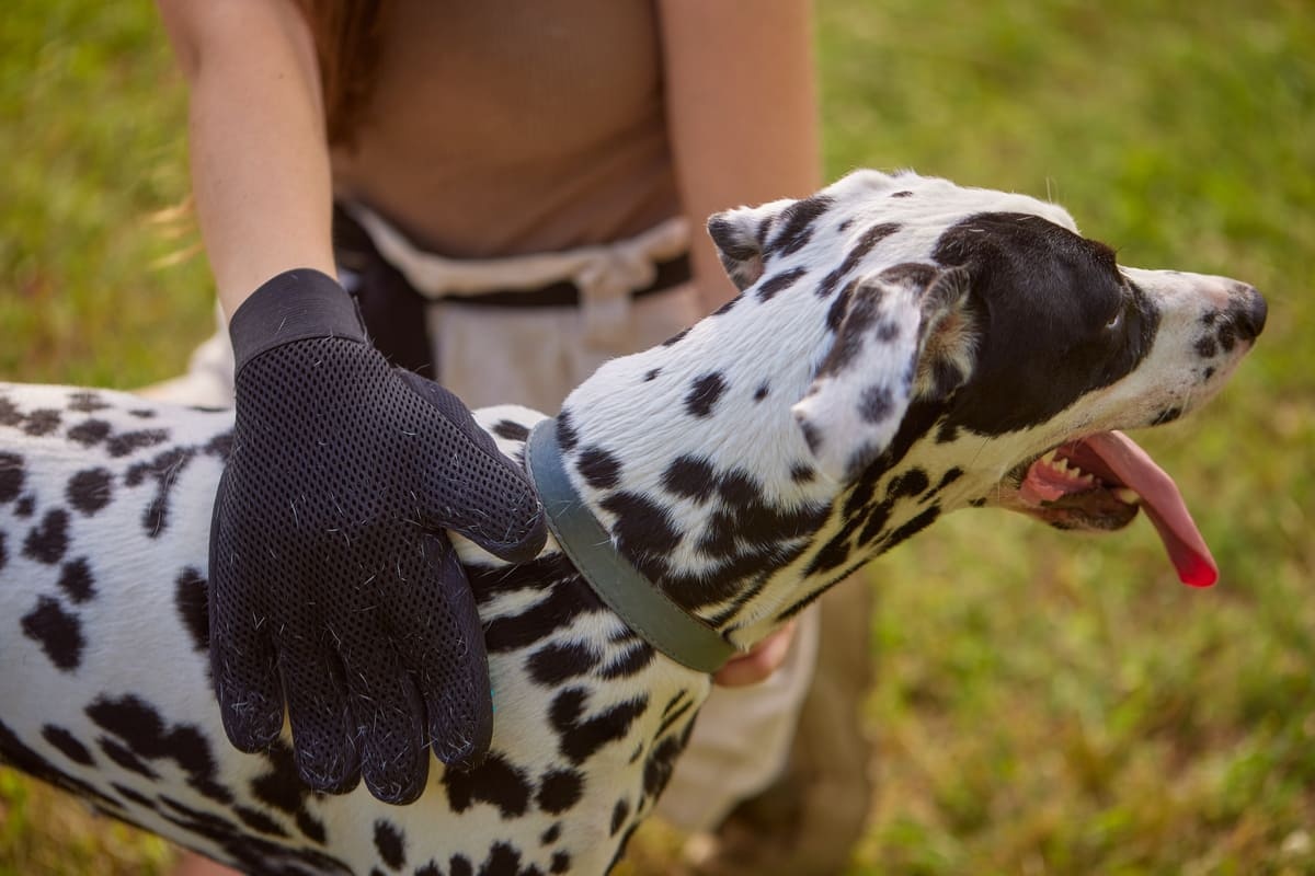 tüy tarama eldiveni ile bakımı yapılan dalmaçyalı köpek