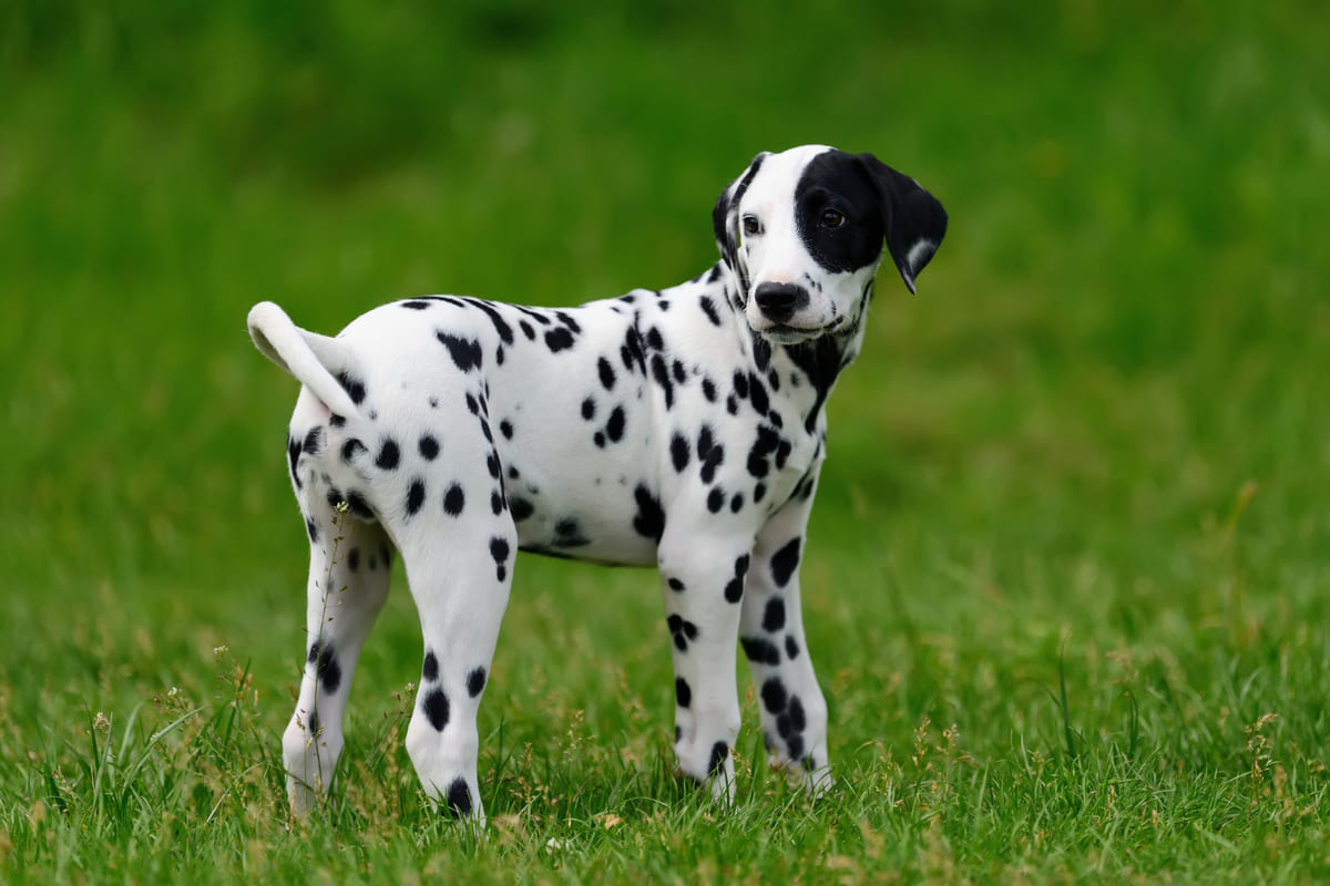 yavru Dalmaçya köpeği