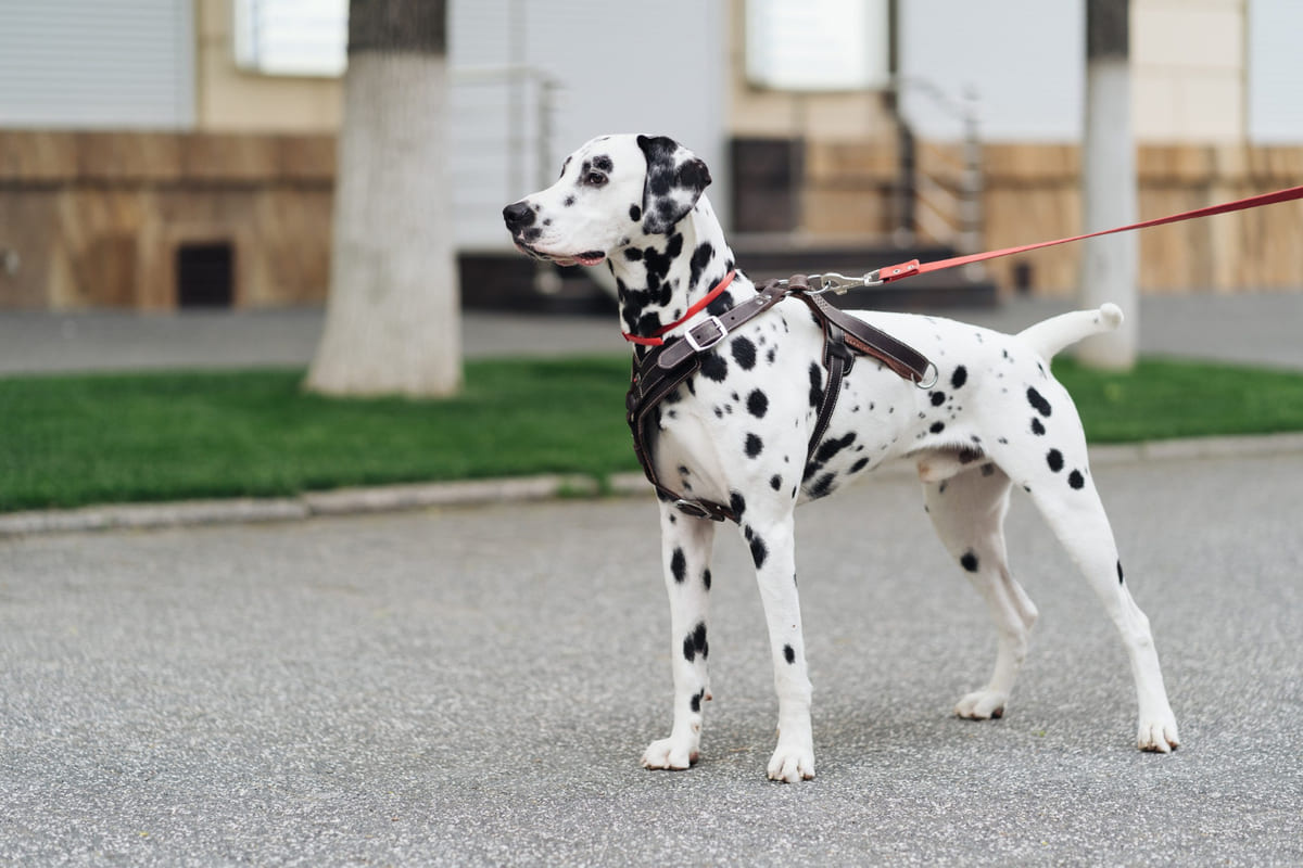 dalmaçyalı ırkına mensup köpek