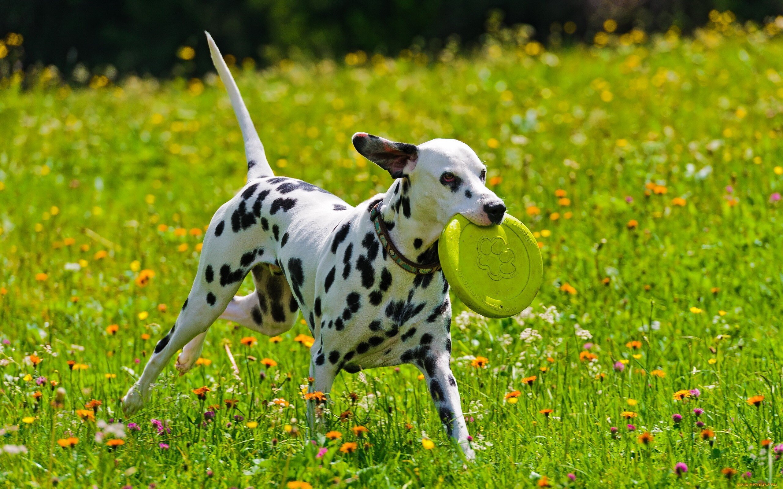 dalmaçyalı ırkı köpek