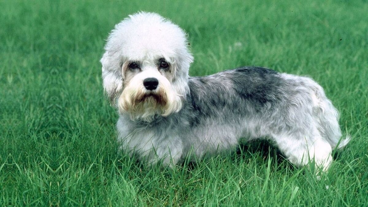 Dandie Dinmont Terrier