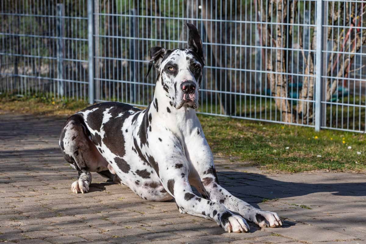 tek kulağı havada beyaz, siyah benekli Danua köpeği