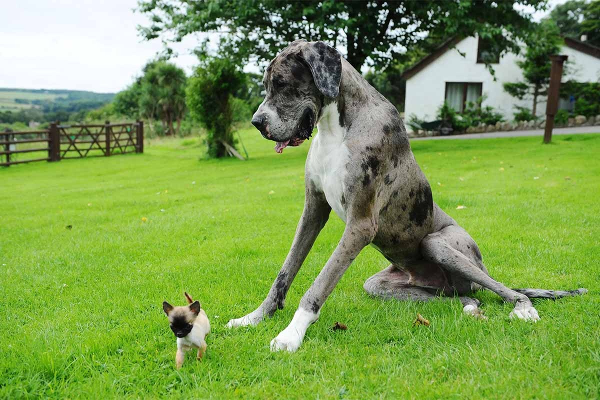 küçük ırk köpeğin yanında beyaz gri ve siyah kırçıllı Danua köpeği
