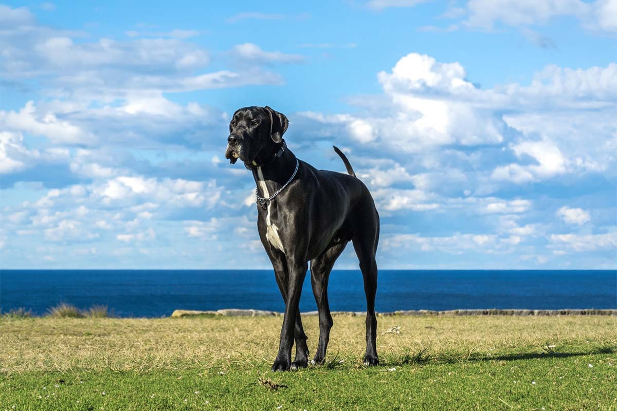 arkası deniz, çimli yüzeyde ayakta duran Danua köpek