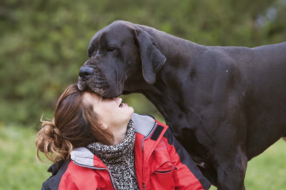 kadının suratına yüzünü dayayan siyah Danua köpek