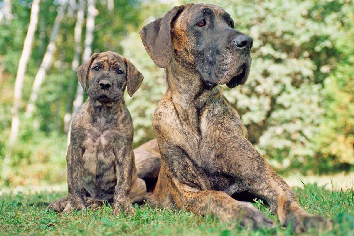 kaplan desenli yavru ve yetişkin danua köpekler yan yana oturuyor