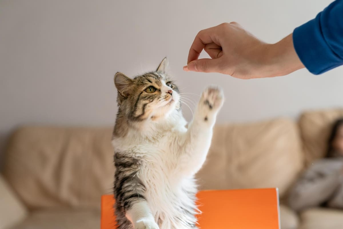 ödül maması yiyen kedi