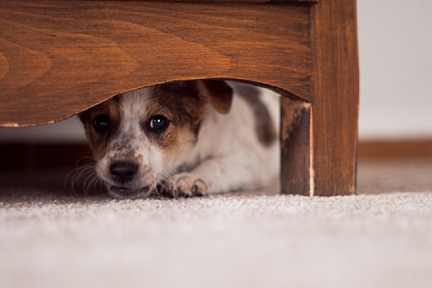 mobilya altına saklanmış köpek