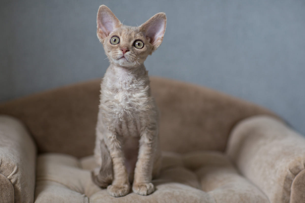 devon rex