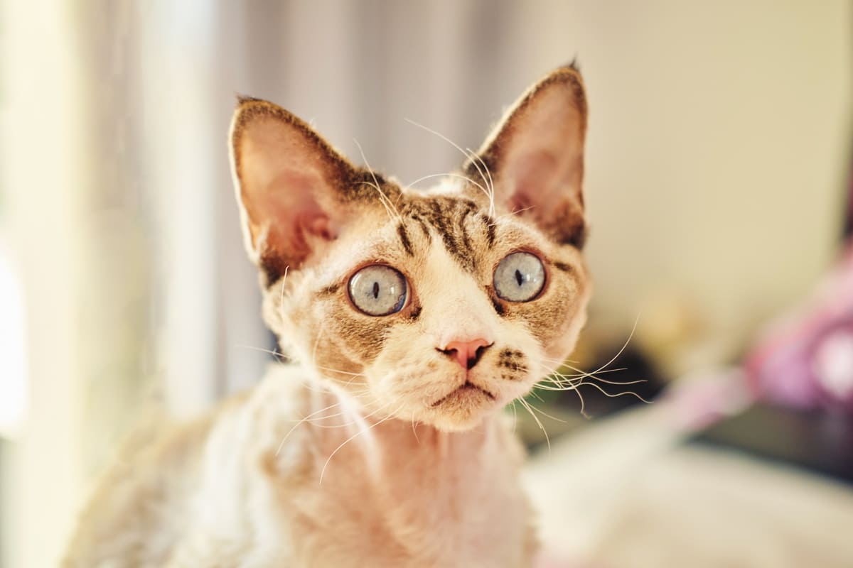 meraklı bakan büyük kulaklı kedi