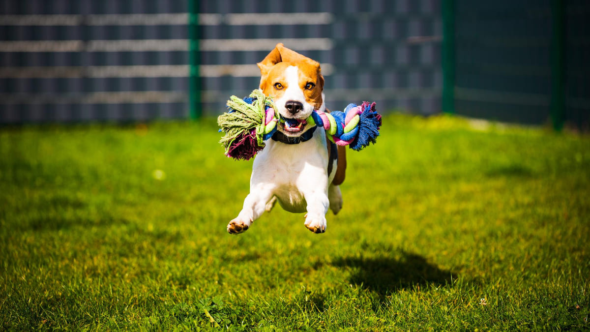 ağzında renkli ip oyuncak tutan ve çimlerde zıplayan köpek