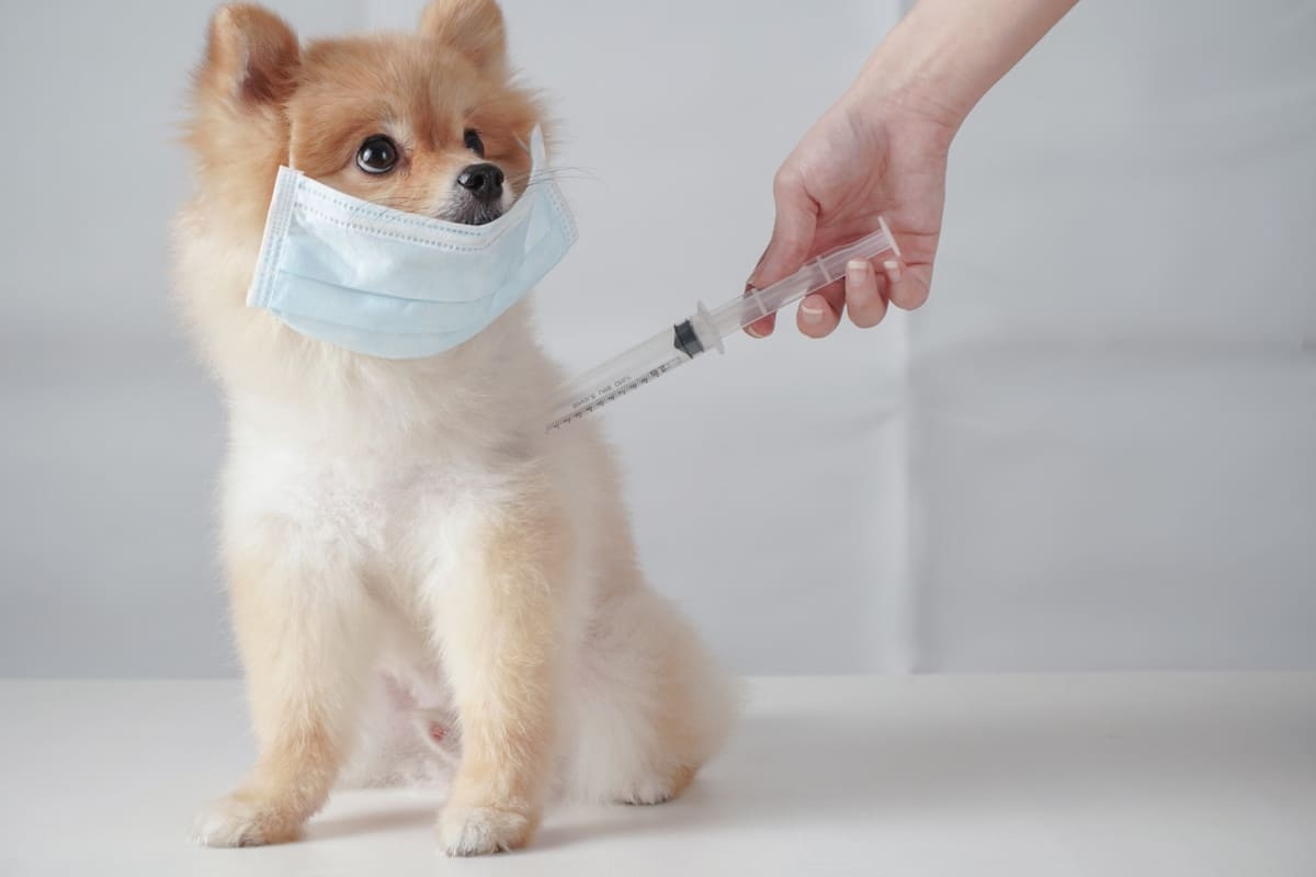 şırınga değen küçük ırk yavru köpek, suratında maske var