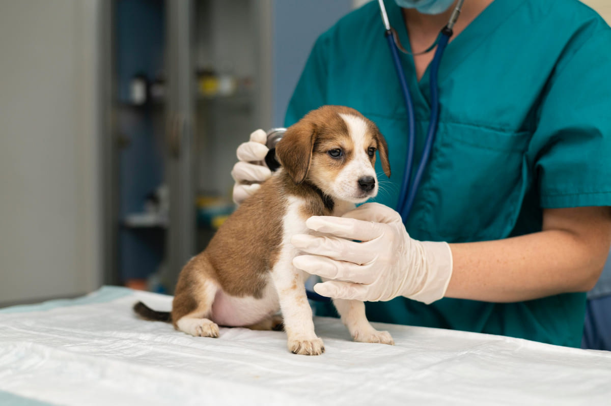 veteriner hekim kontrolünde yavru köpek