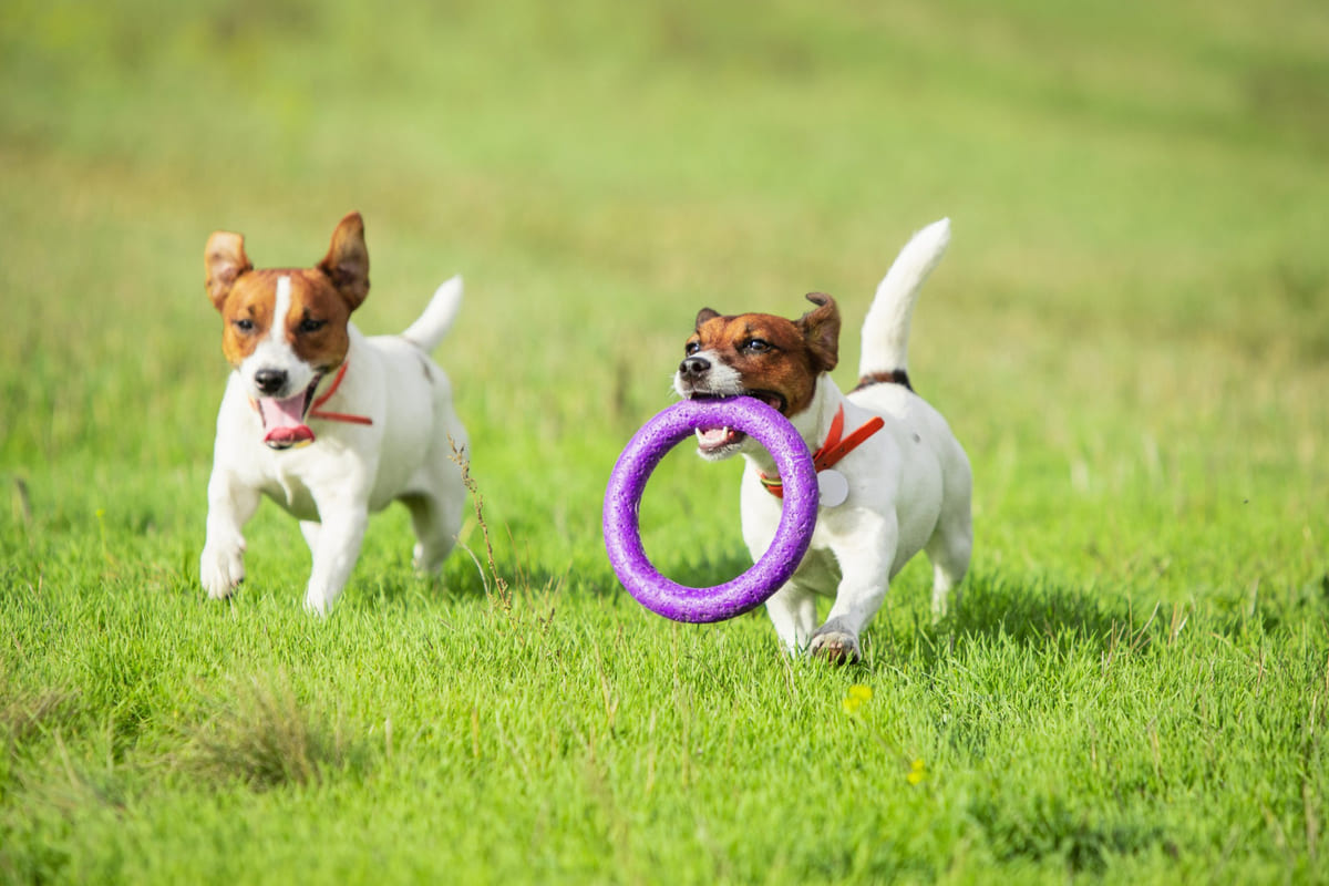 çimlerde oyun oynayan iki yavru köpek
