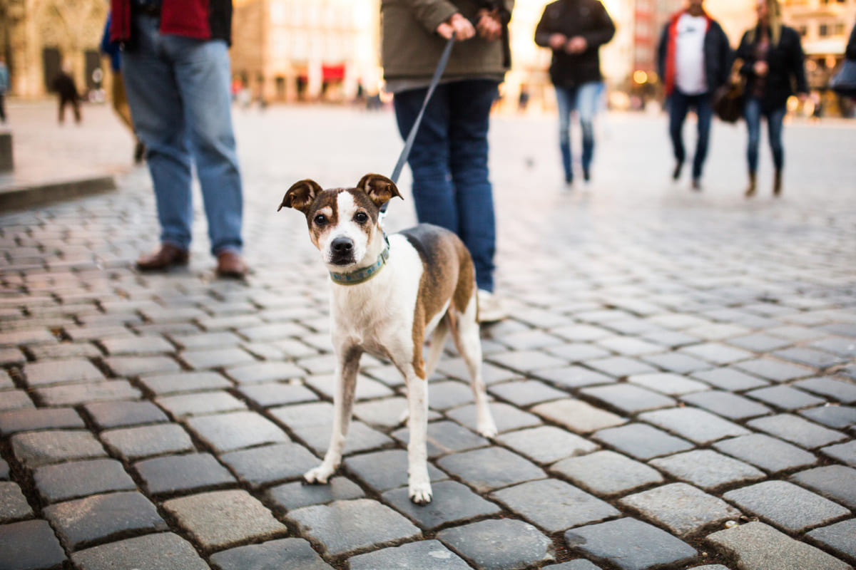 kalabalık sokakta tasmalı köpek kadraja bakıyor