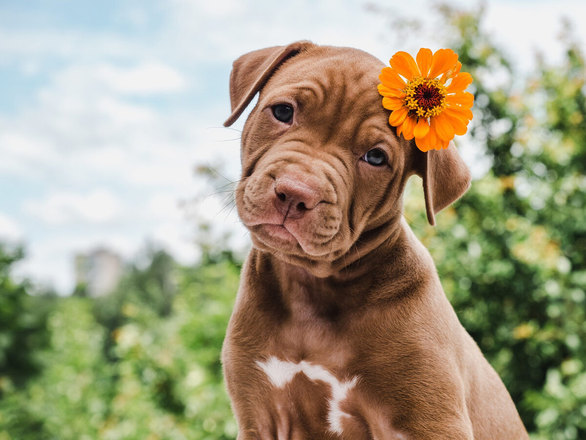 kafasında çiçek duran köpek
