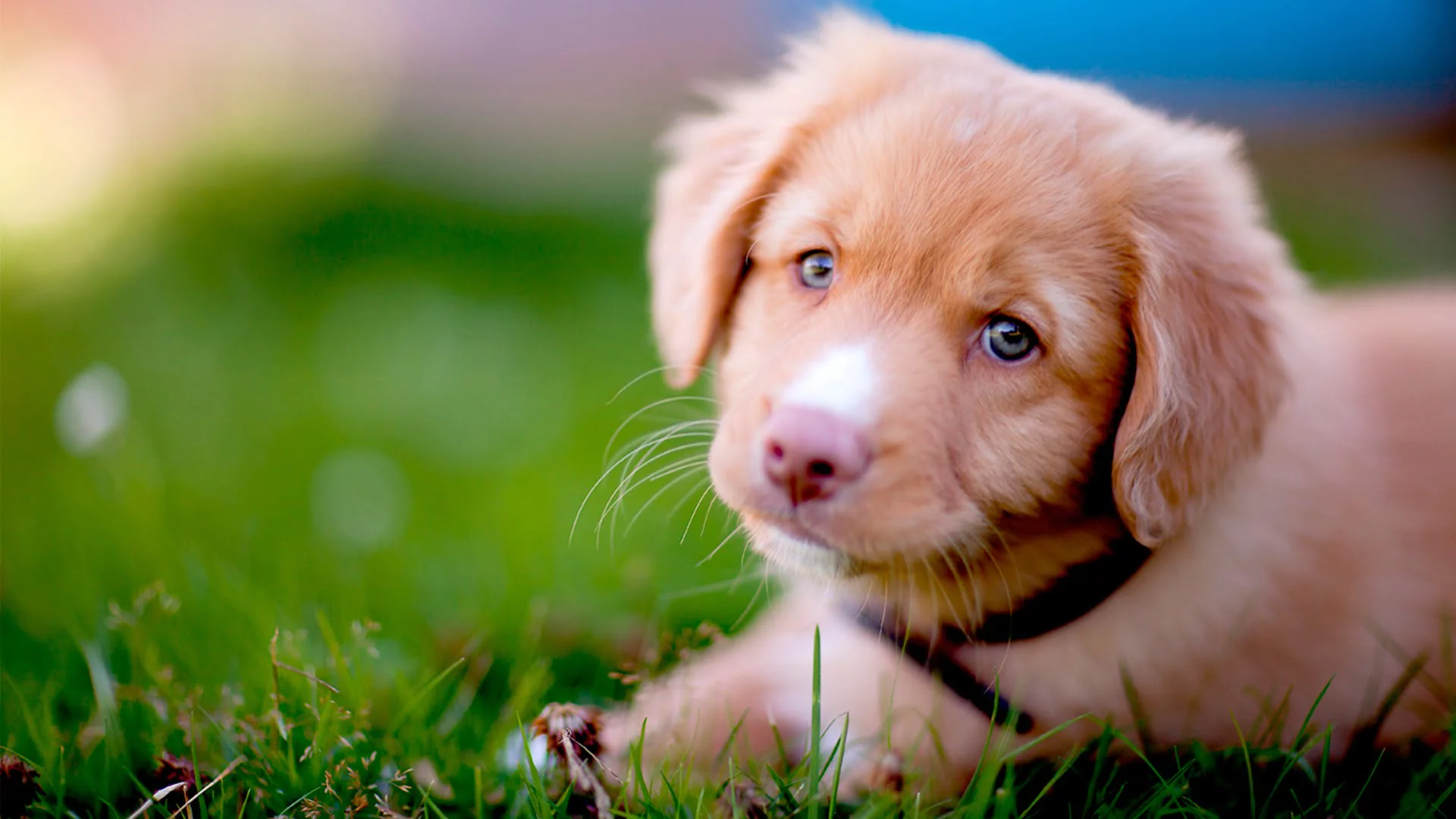karamel rengi tüyleri olan yavru köpek
