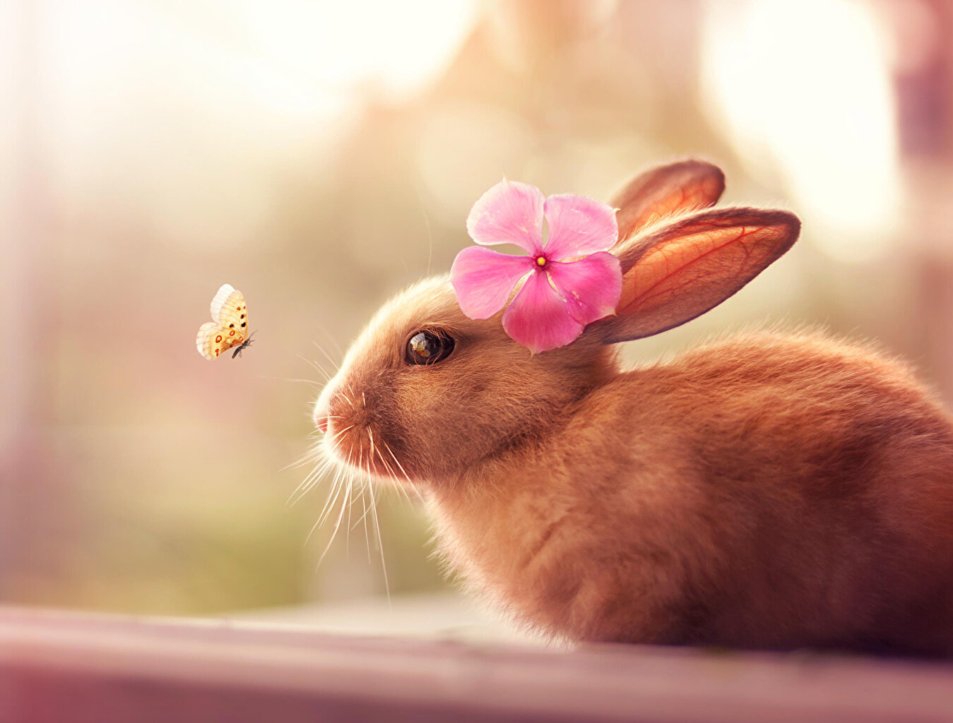 kulağında çiçek duran tavşan