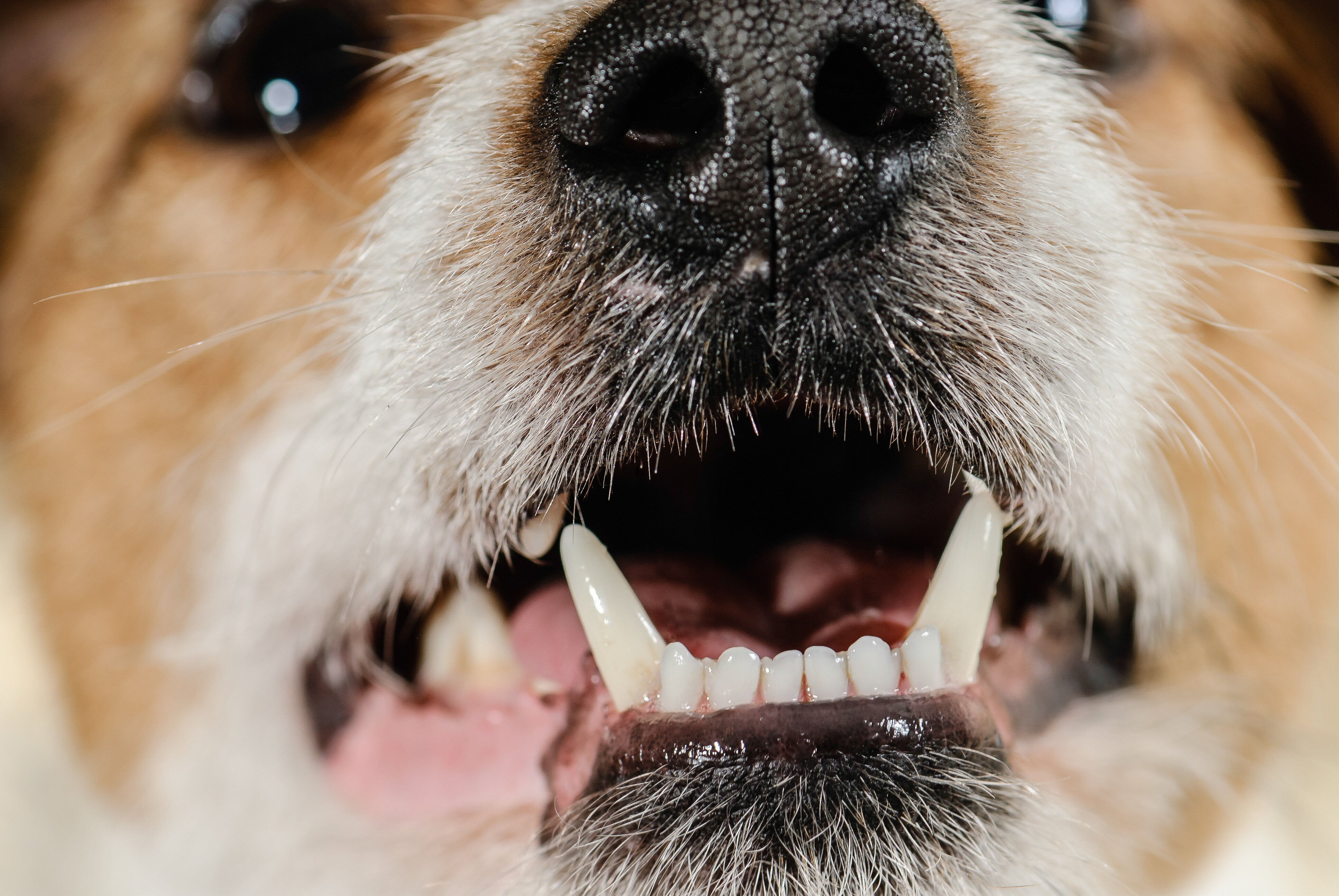 dişleri kontrol edilen köpek