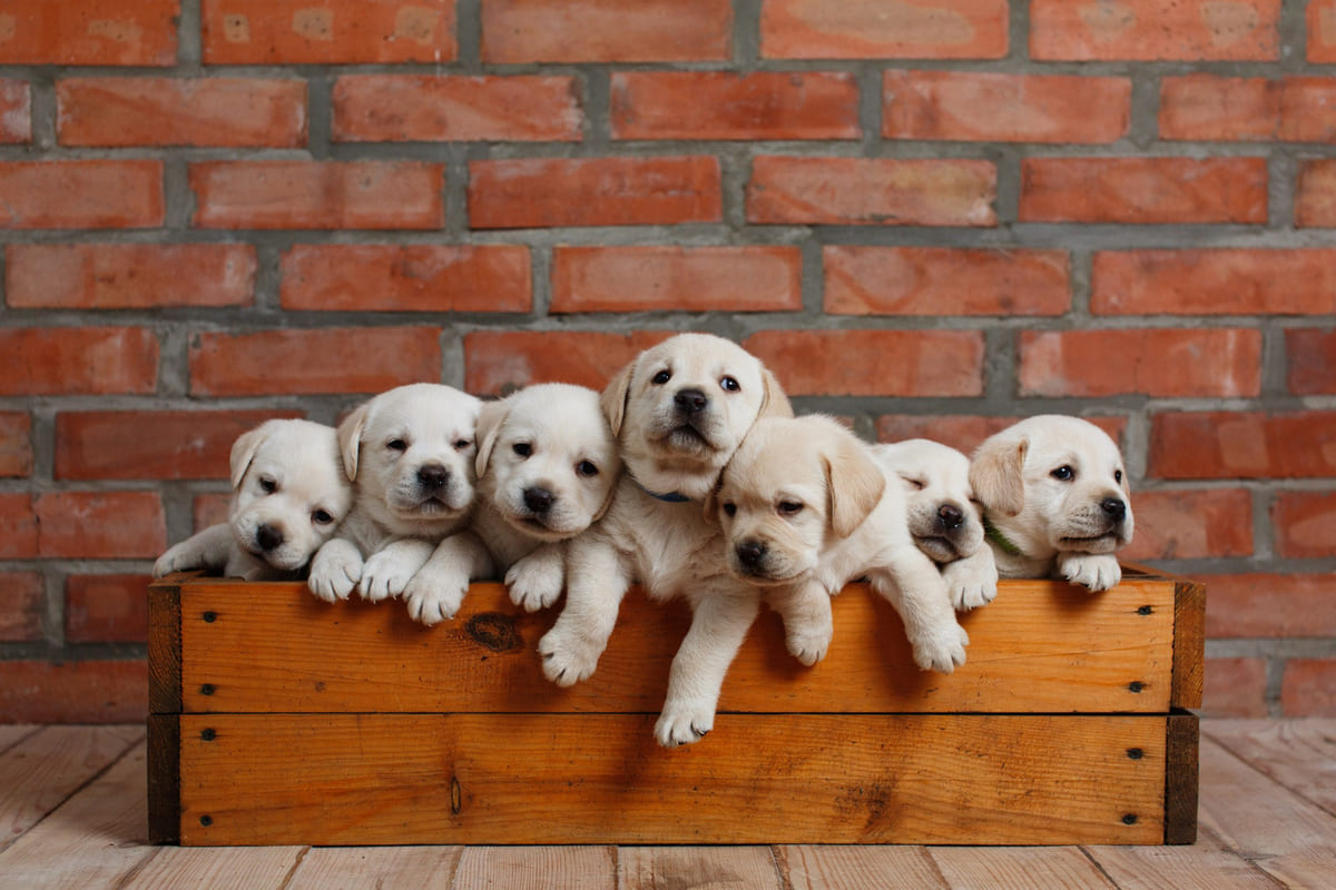 ahşap kasa içerisinde duran yavru köpekler