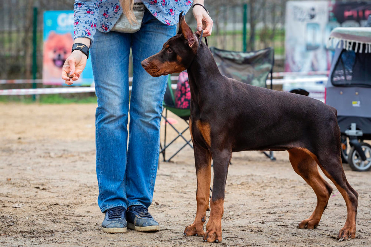 doberman köpek ödül mamasıyla eğitim sürecinde