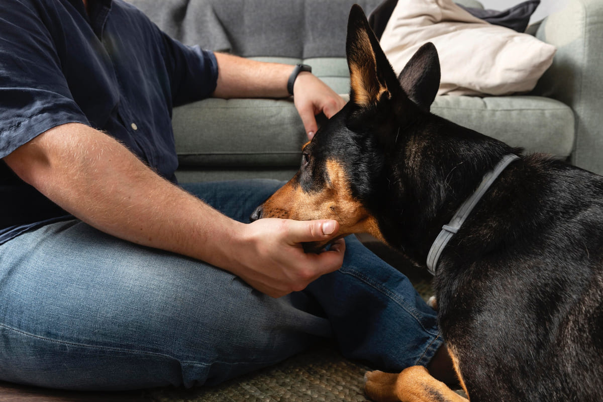 adam tarafından sevilen Doberman