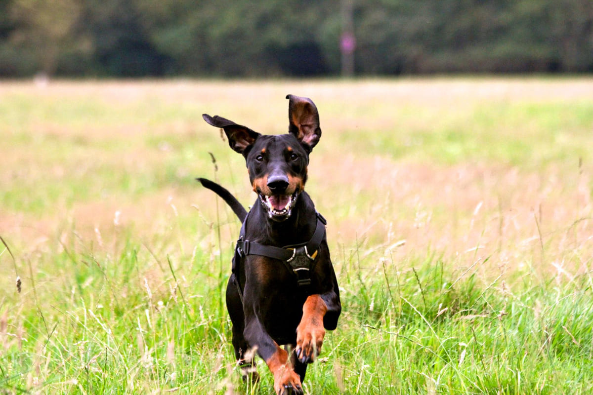 açık alanda koşan Doberman