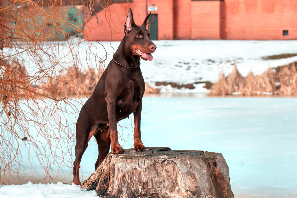 kahverengi kızıl tonlarında Doberman kütük üstünde duruyor