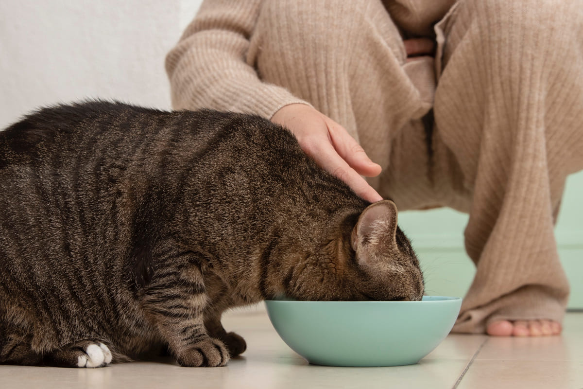 sahibi tarafından kafası sevilirken mama yiyen kedi