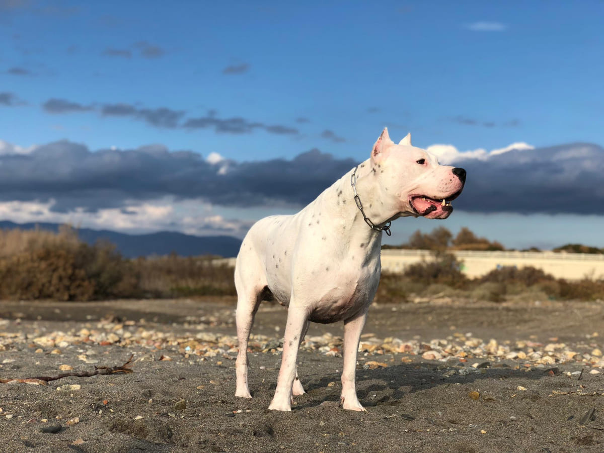 metal tasmalı Dogo Argentino heybetli bir şekilde ayakta duruyor