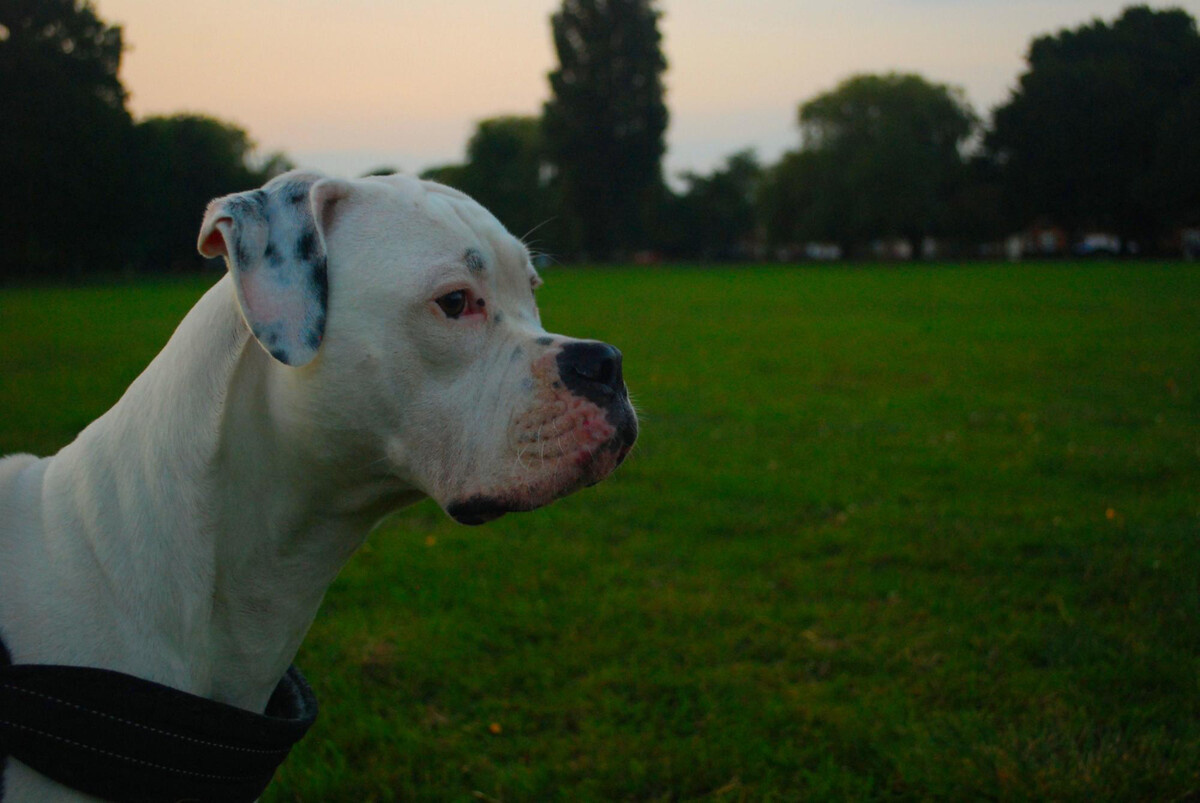 eğitim tasmasıyla duran Dogo Argentino