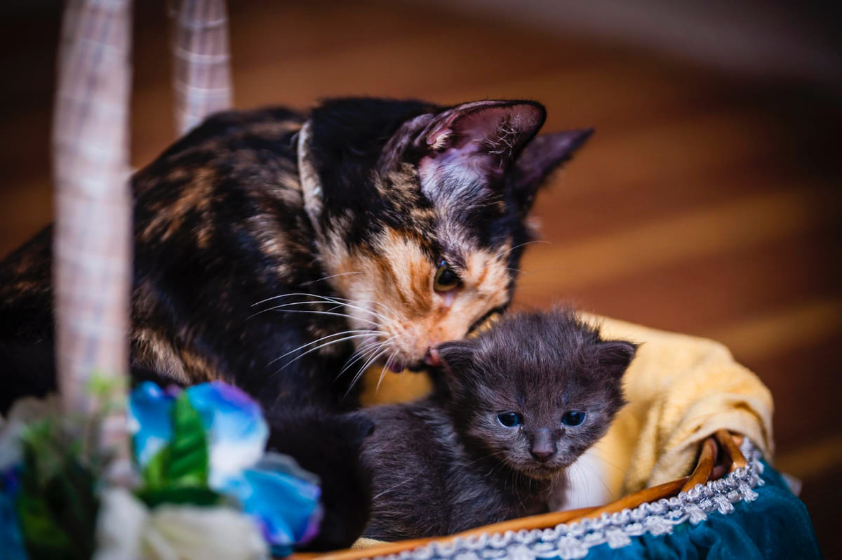 sepetin içinde anne ve yavru kedi