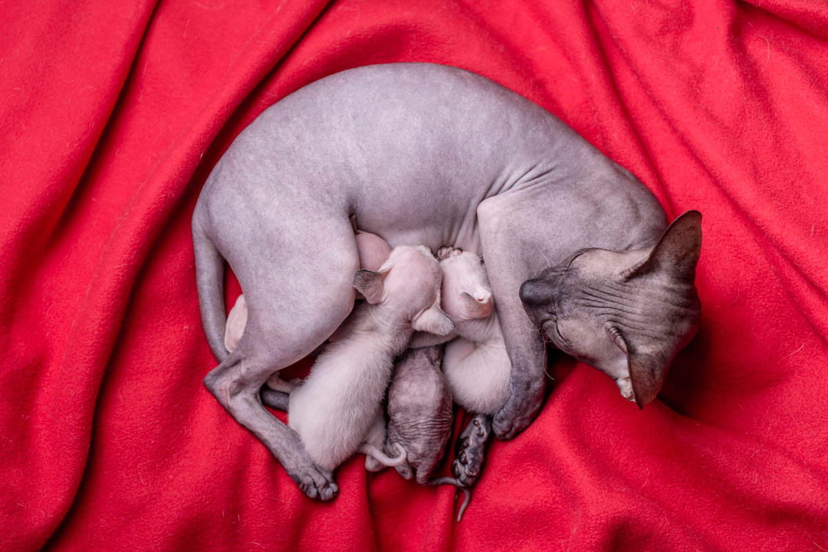 tüysüz kedi yavrularını emziriyor