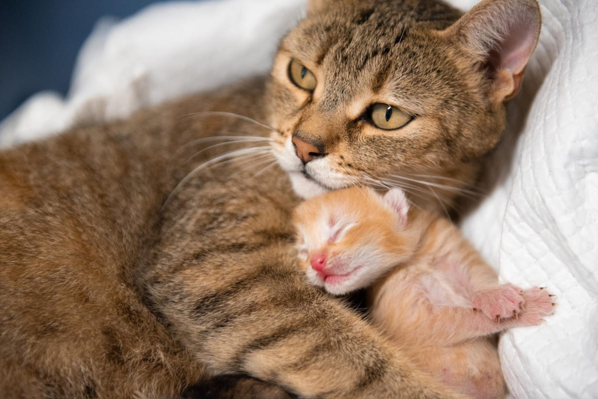 yavrusuna sarılan anne kedi