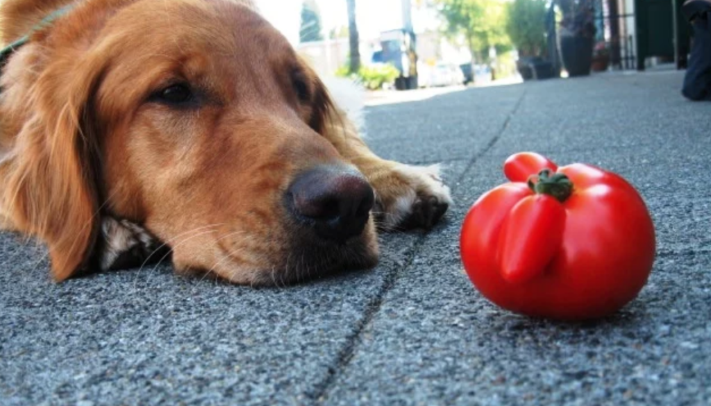 unhappy dog ​​lying near tomato