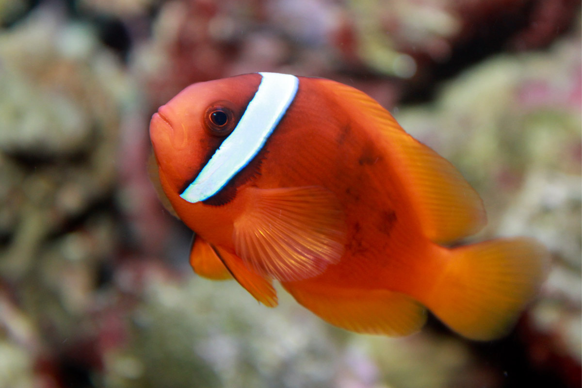 domates balya.o balığı