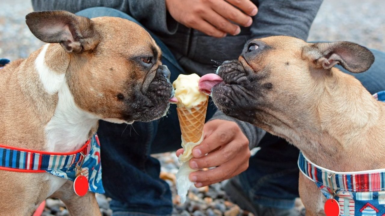 sahibinin elinden dondurma yiyen iki köpek