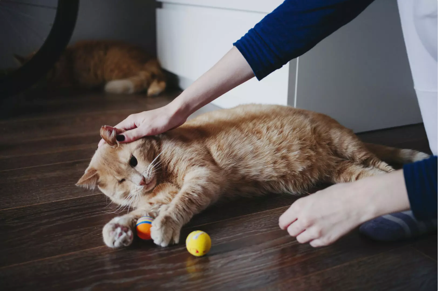 oyuncakları ile oynarken sahibi tarafından sevilen kedi