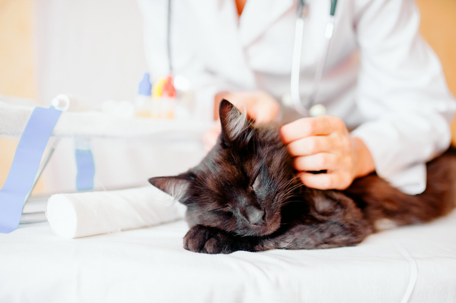 veteriner hekim tarafından kontrol edilen siyah tüylü kedi
