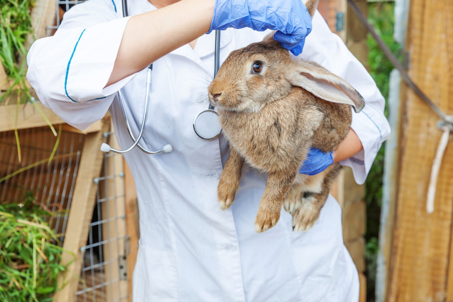 veteriner hekim tarafından kontrol edilen tavşan