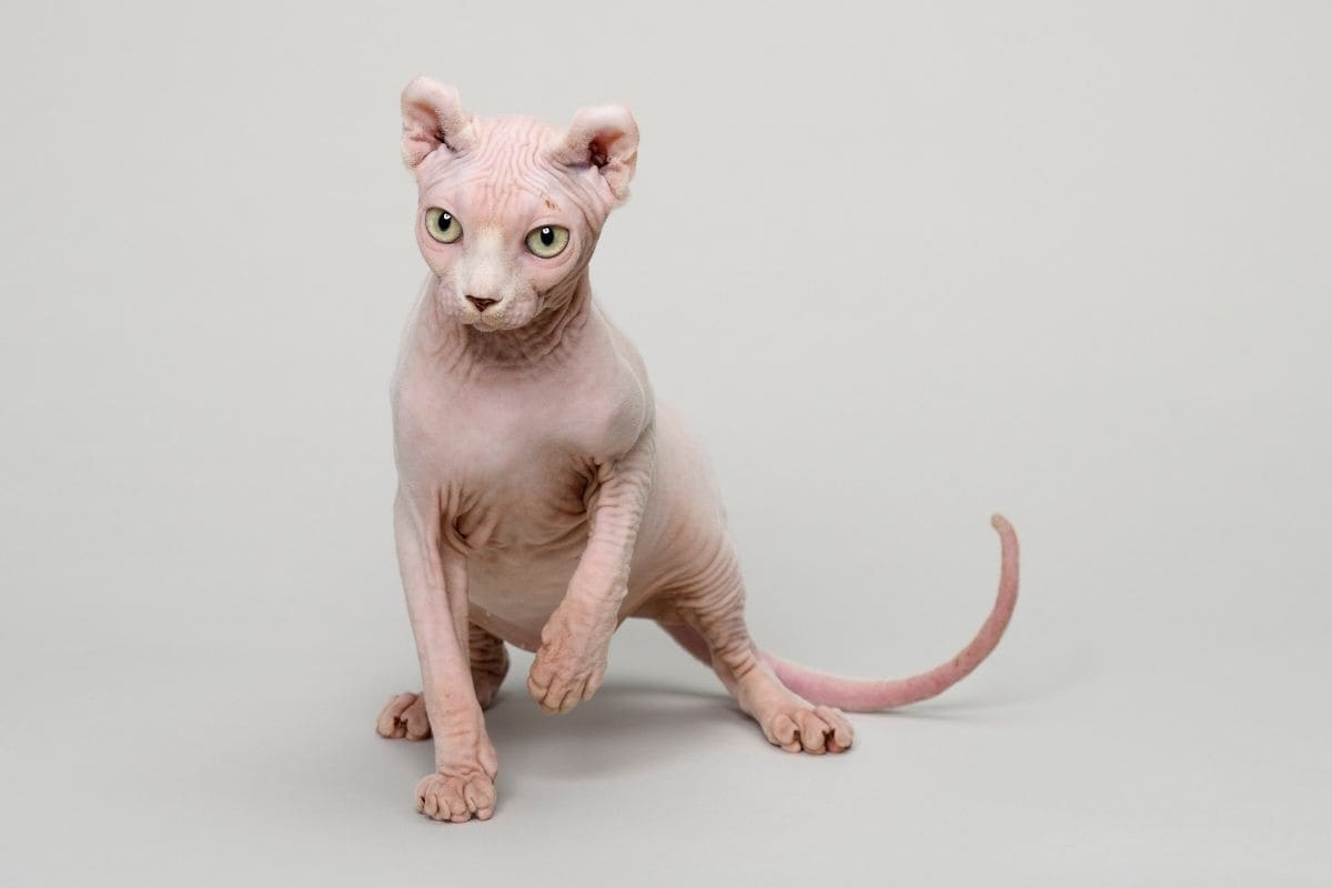 tüysüz kedi beyaz fonda duruyor, kulakları kıvrılmış gibi