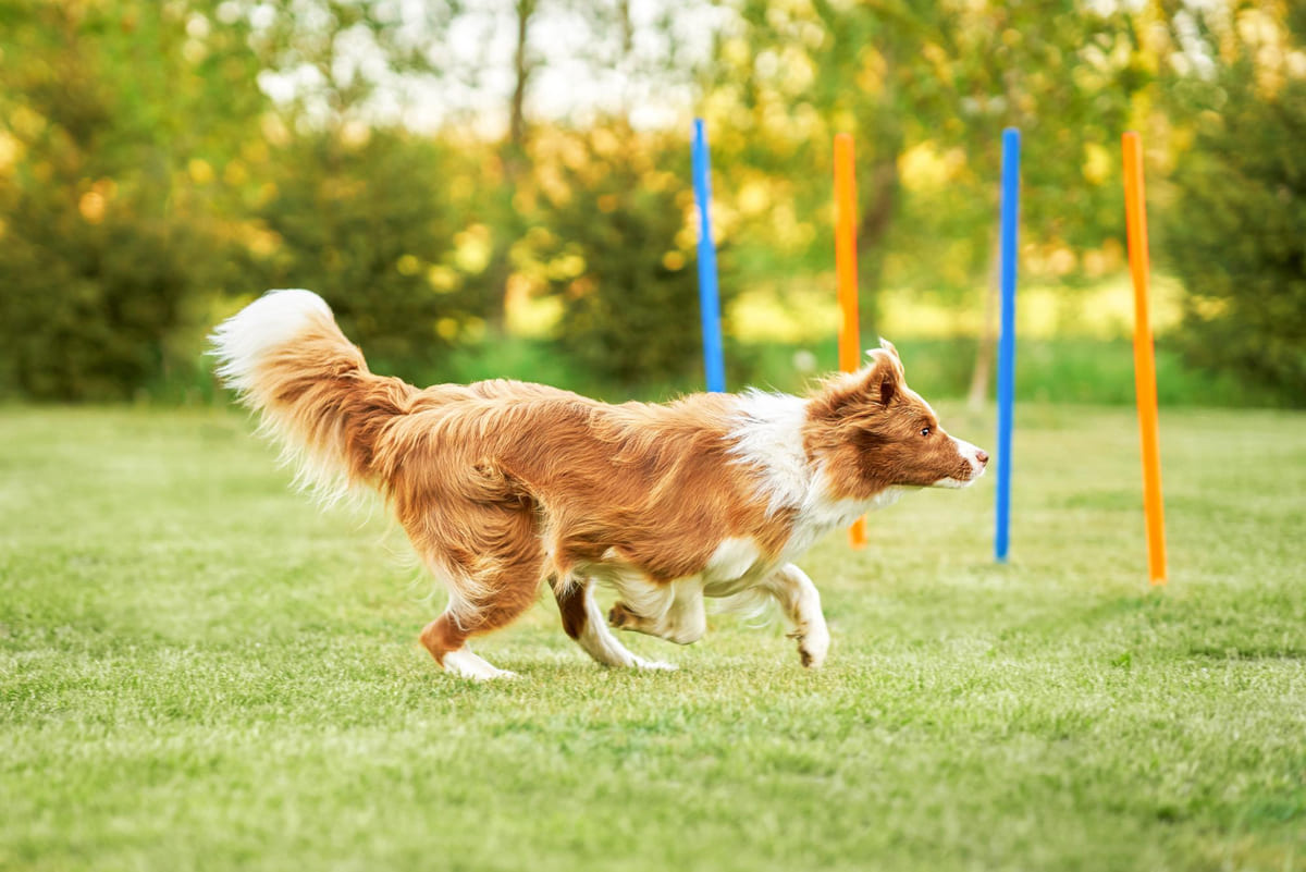 eğitim alanında koşan kahverengi beyaz tüylü köpek