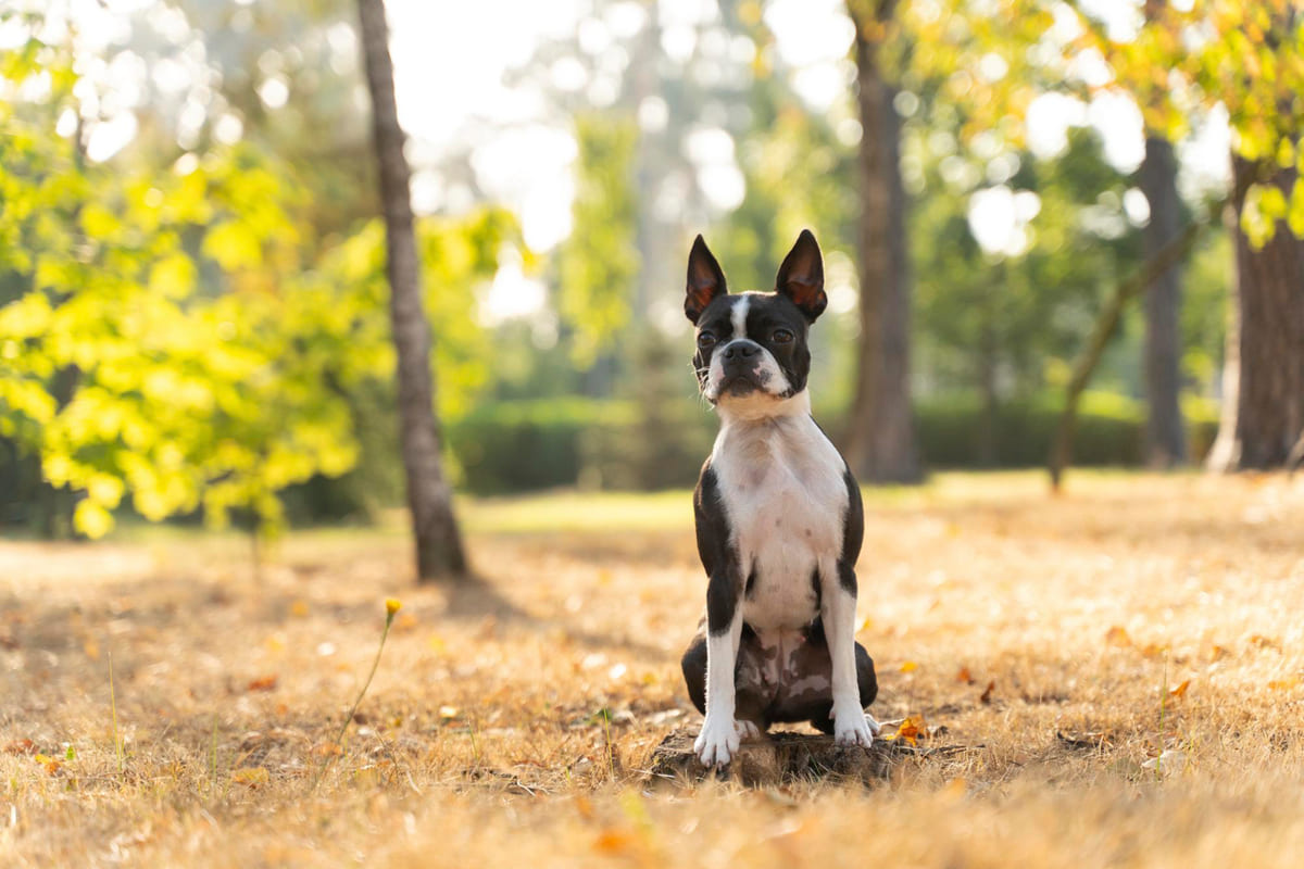 ormanlık alanda oturan uzun kulaklı siyah beyaz köpek