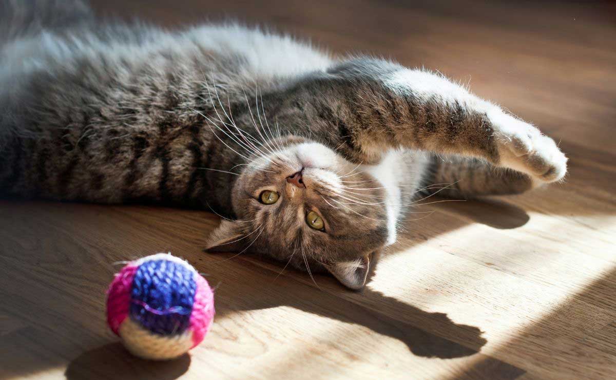 oyuncak topunun yanında yatan kedi