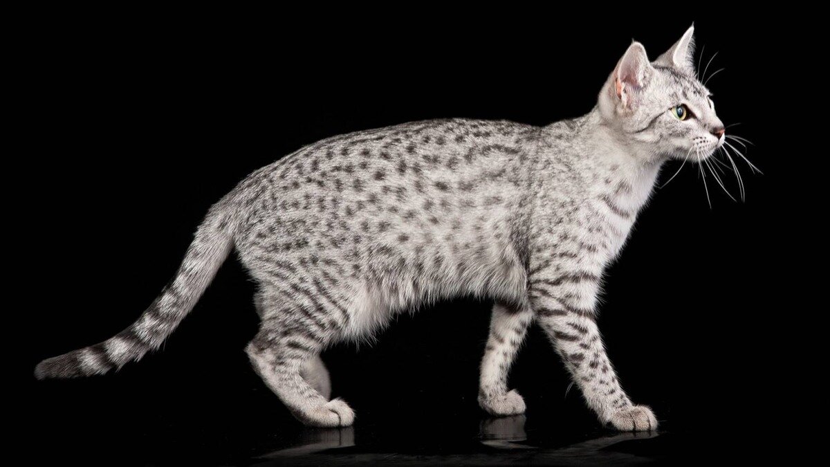 Egyptian mau cinsi kedi ayakta duruyor