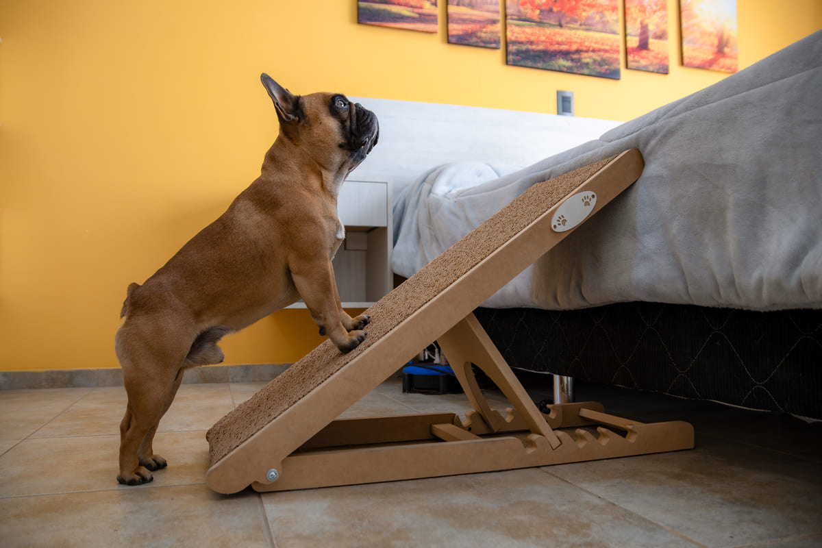 yatağa rampa yardımıyla çıkan köpek